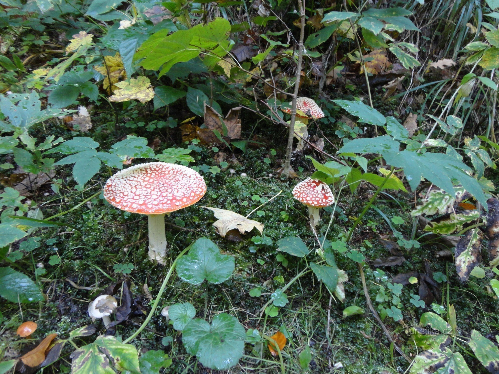 de jolies guimauves à la croisée des chemins...