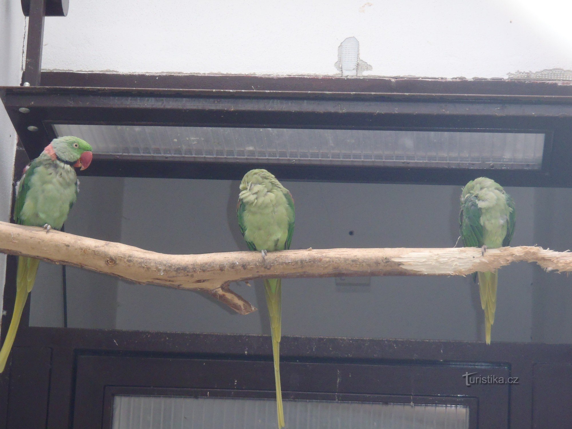 Pelhřimov - papugi w parku