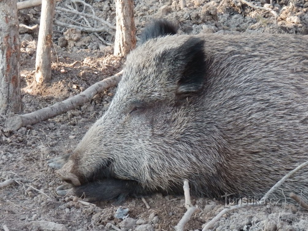 Pepín