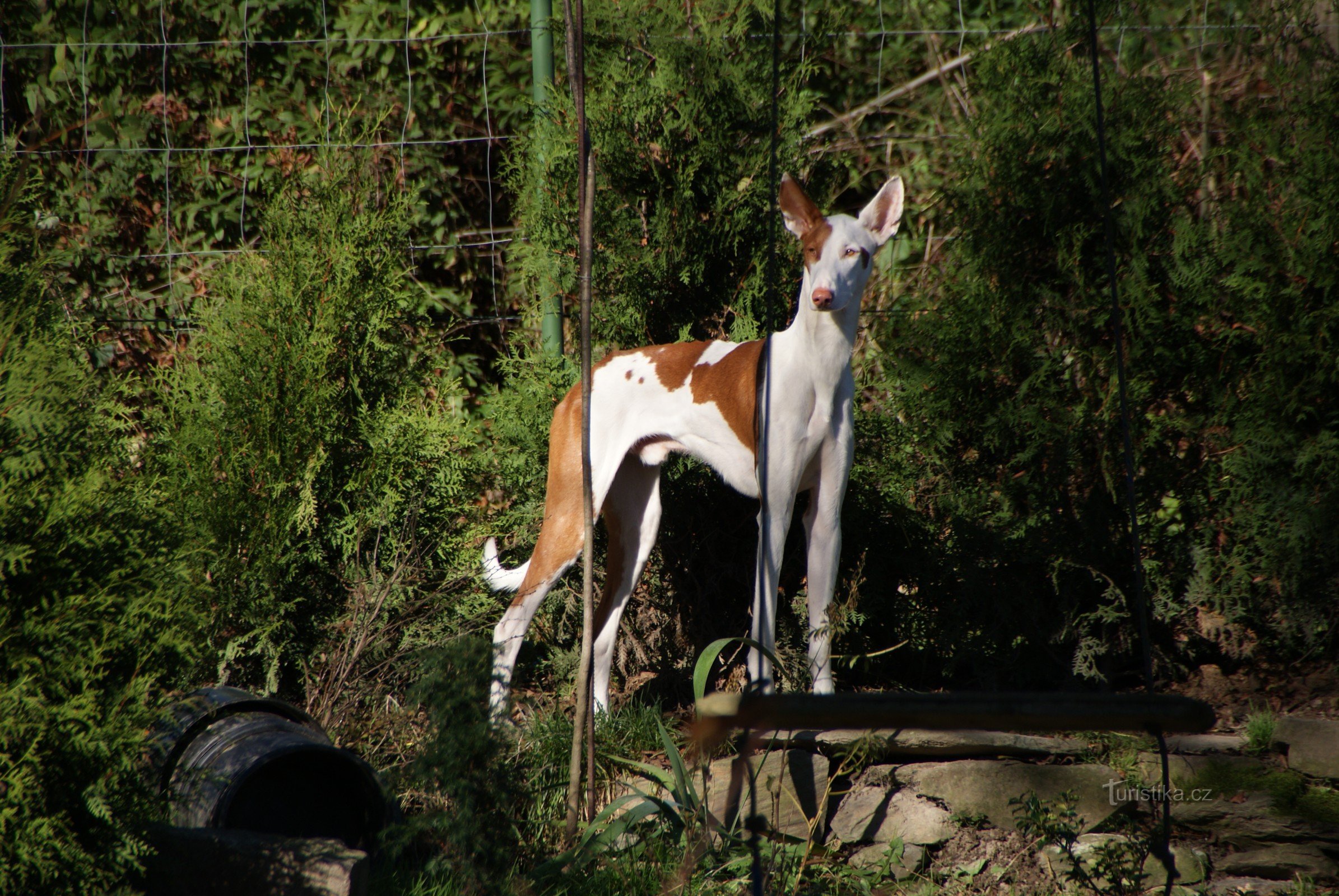 ファラオの犬