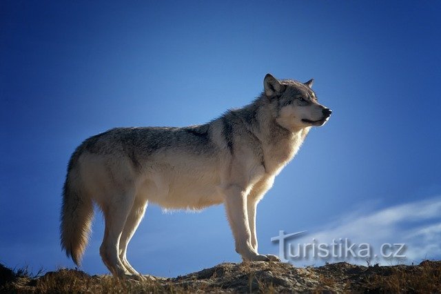 A dog on a hill - or on a hill?