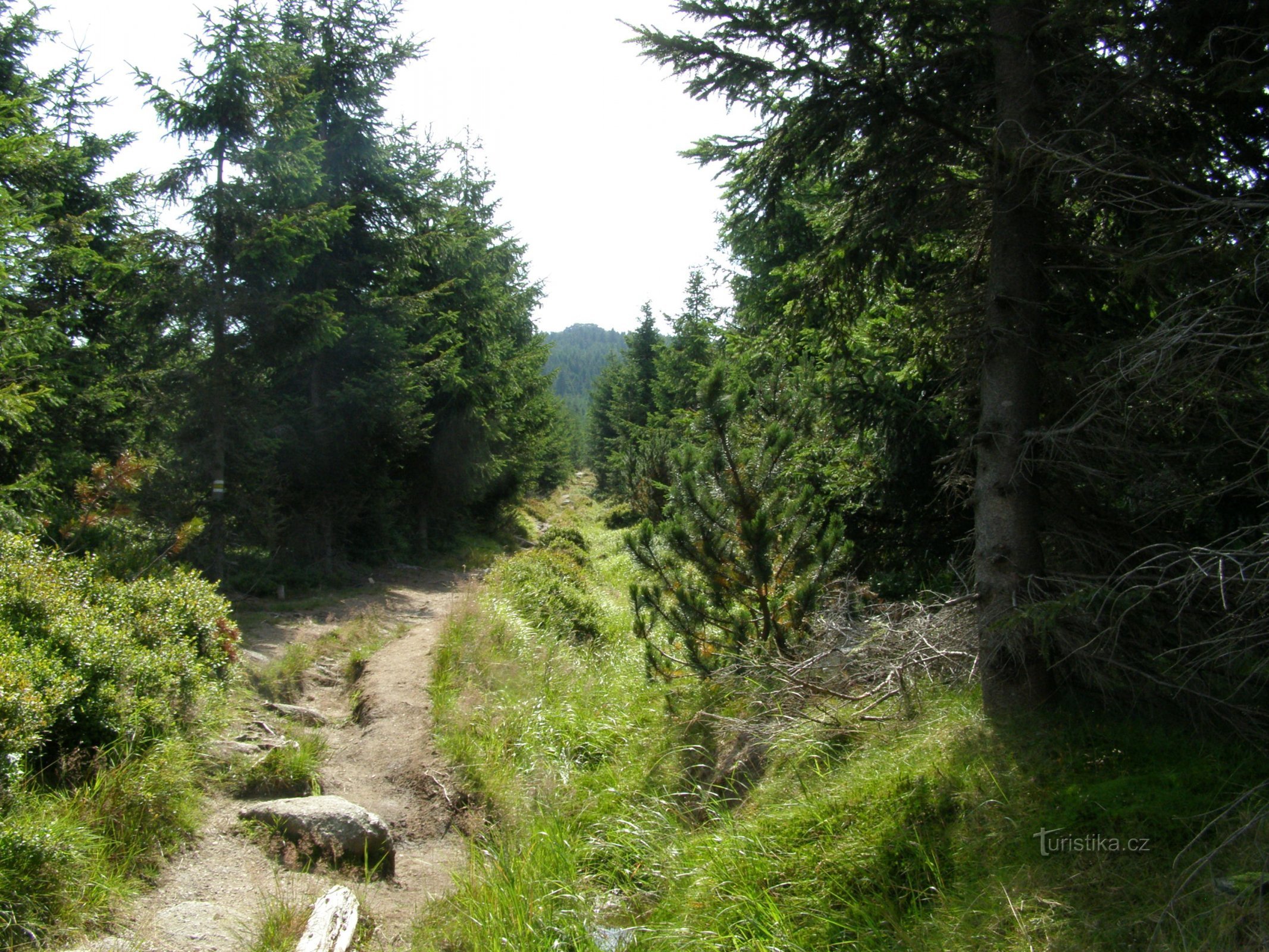 sentier menant au sommet de la Jizera