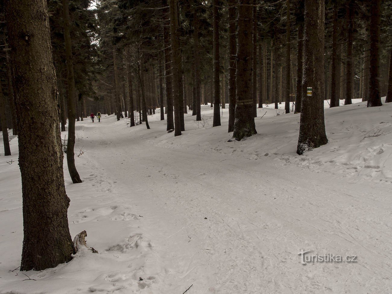 More cross-country skiers were walking