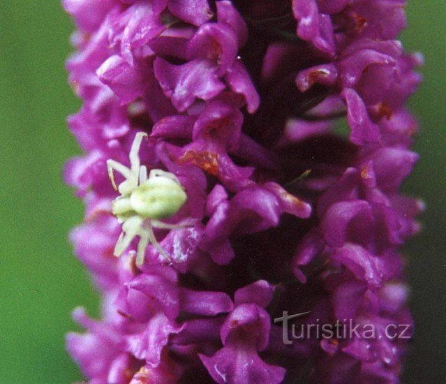 à cinq doigts à fleurs épaisses