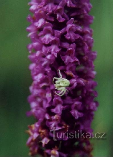 potentille : inflorescence