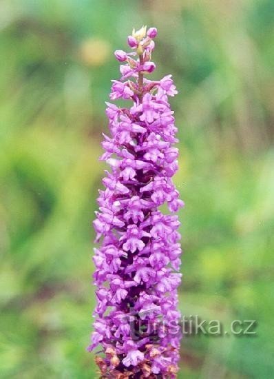 potentille : inflorescence