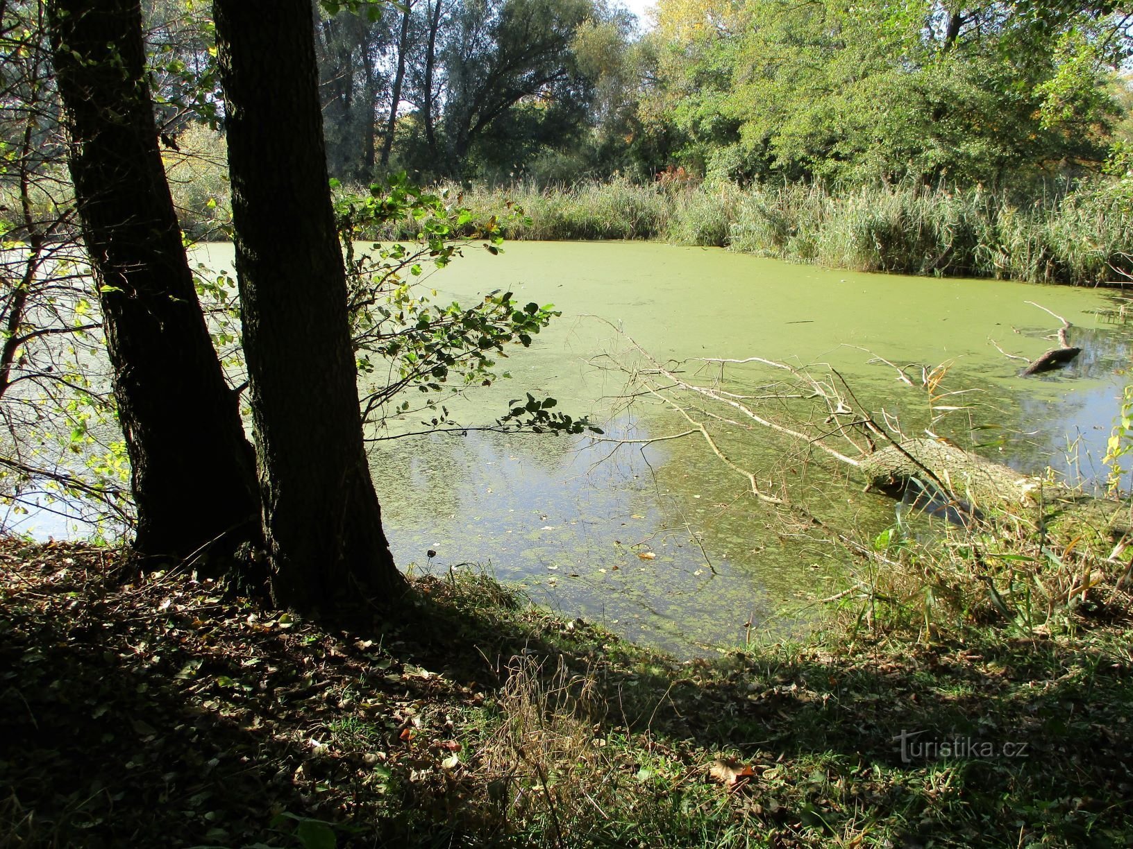 Lagos de Petrof (Hradec Králové, 14.10.2019/XNUMX/XNUMX)