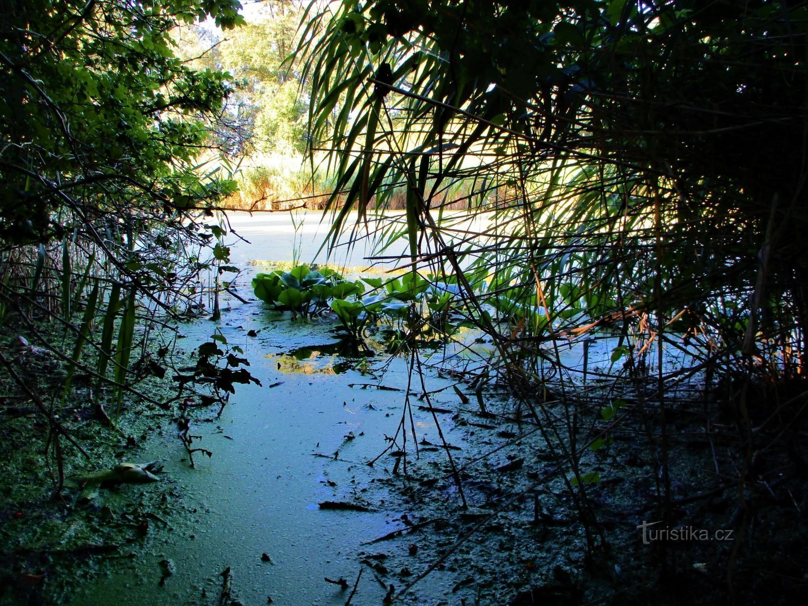 Petrof's Lakes (Hradec Králové, 25.8.2020)