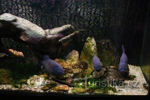 Natterers piranha