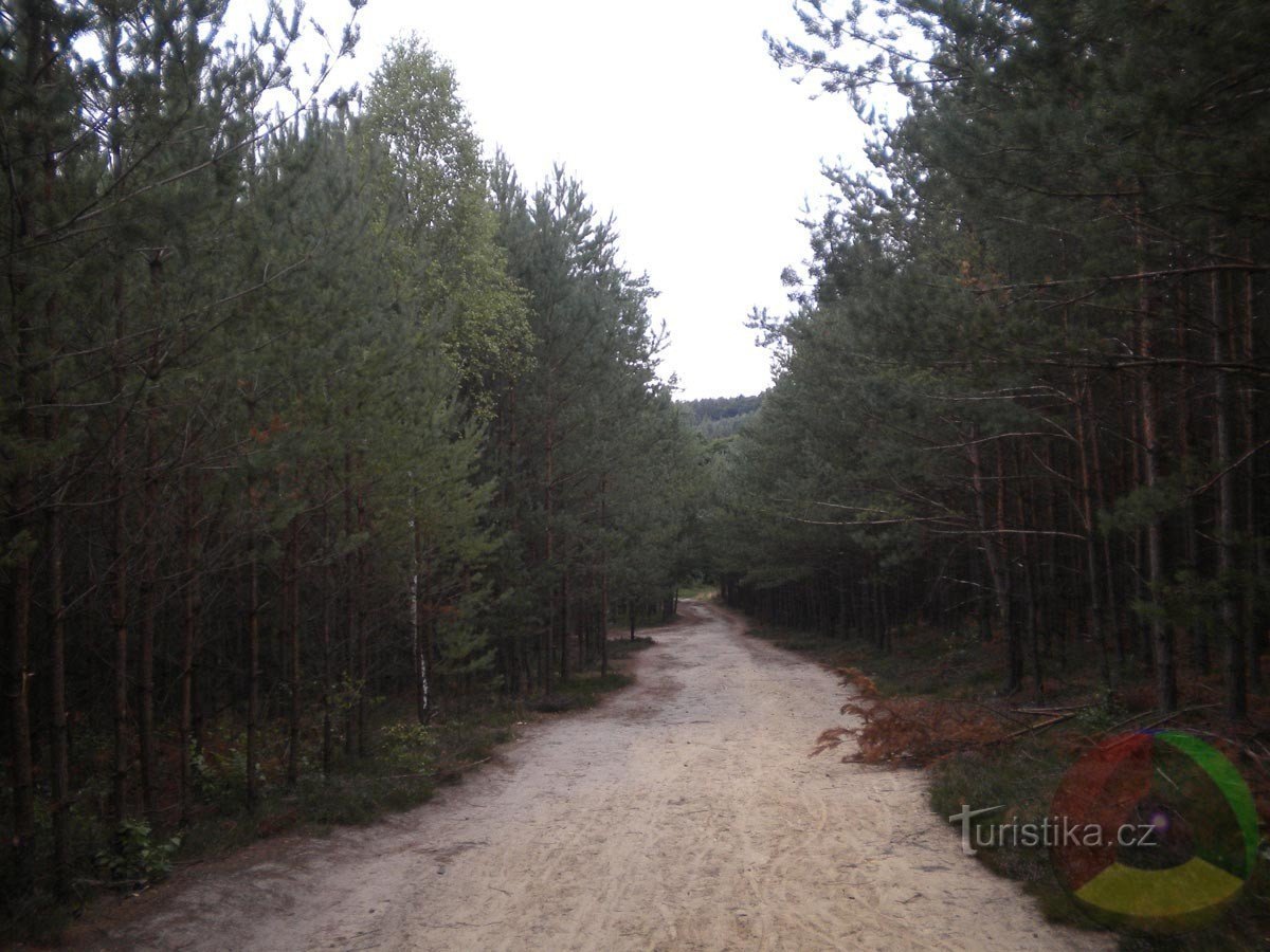 Route sablonneuse près de Borné.