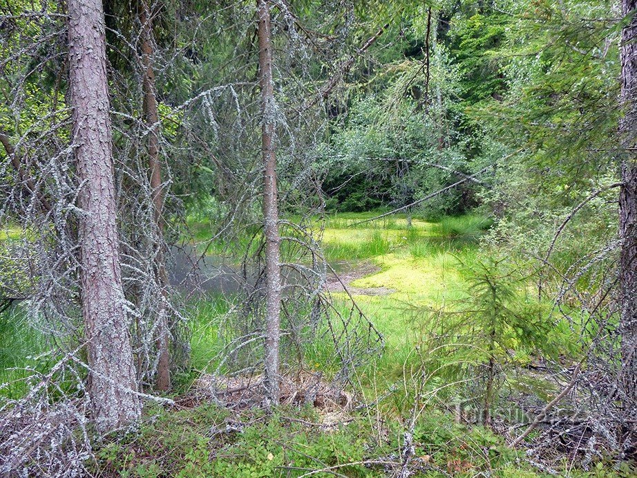 Song at Sokolovka