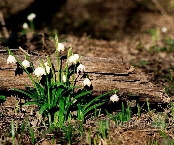 Pistoni - primavera pallida