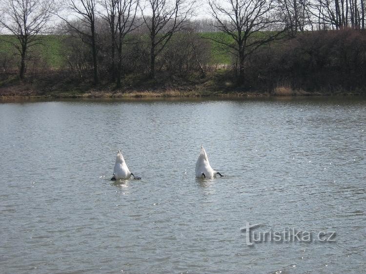 Pitárno-dam