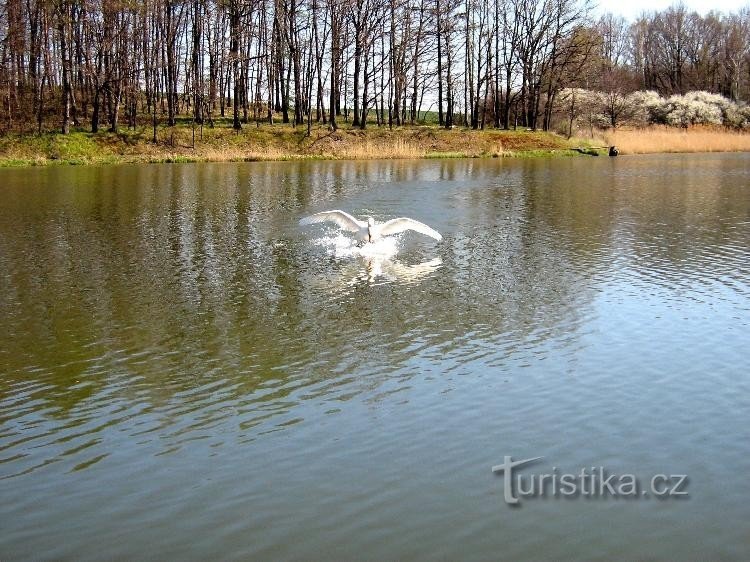 Pitárno-Teich