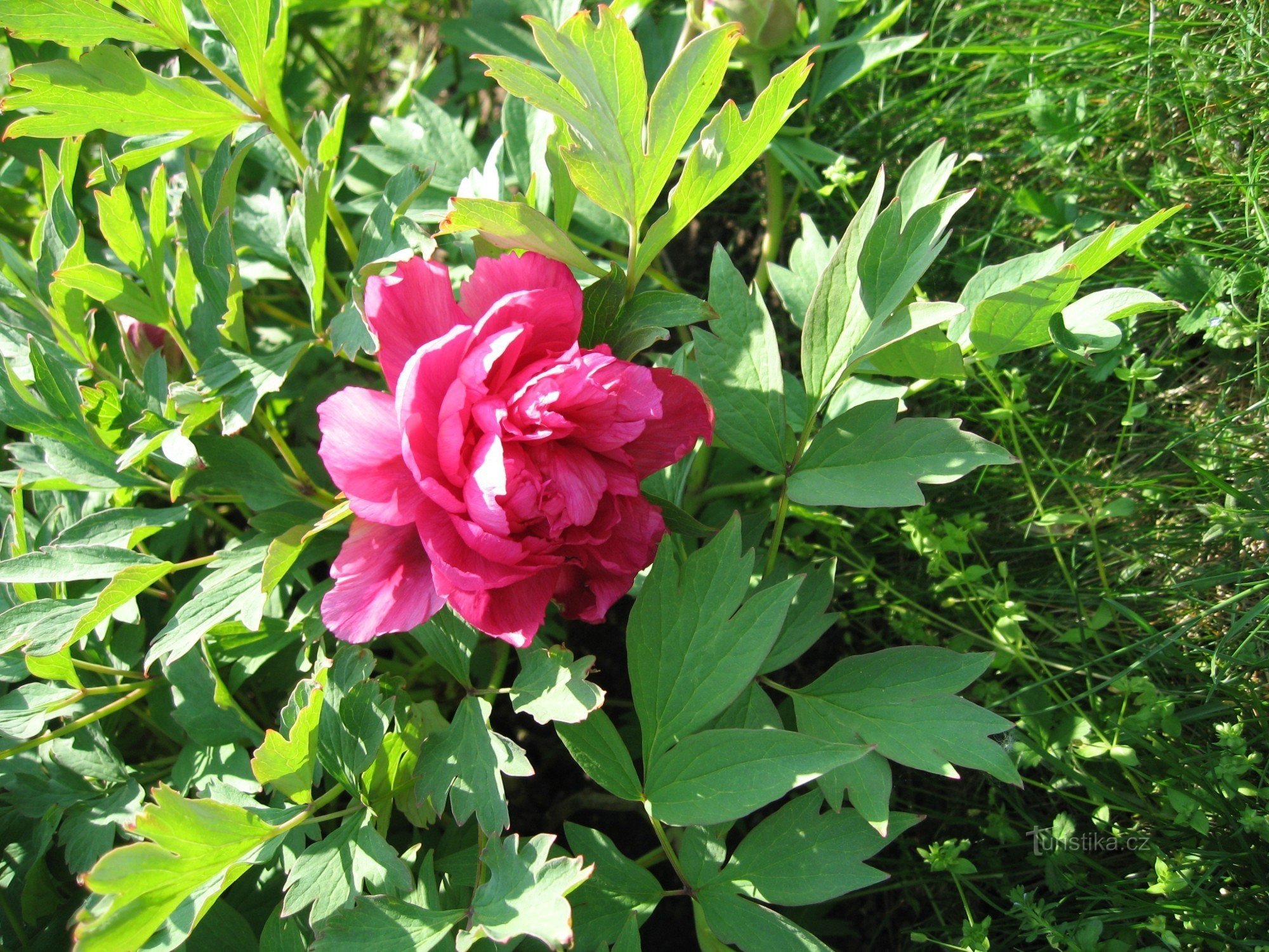 Prairie de pivoine