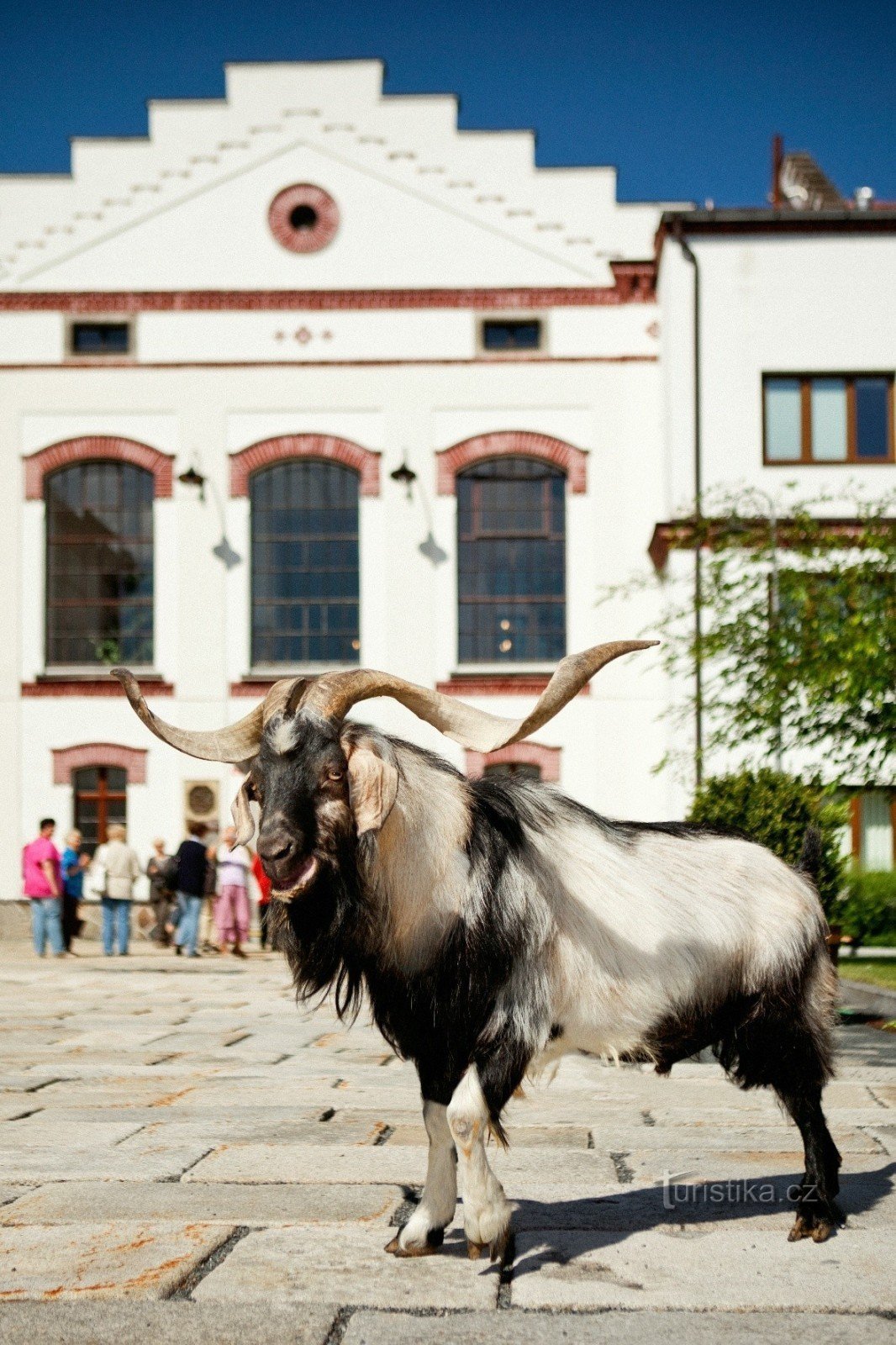 Cervecería Velké Popovice - Tras los pasos de la cabra