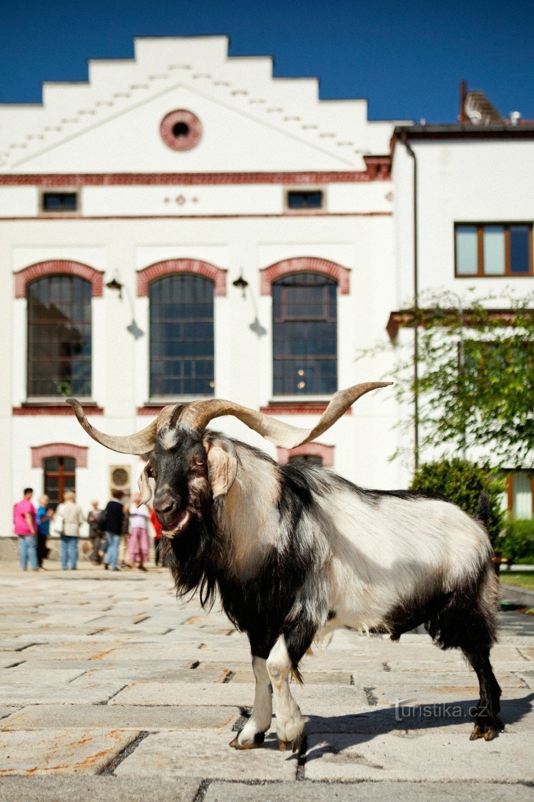 Velké Popovicen panimo - Vuohen jalanjäljissä