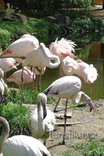 flamingos