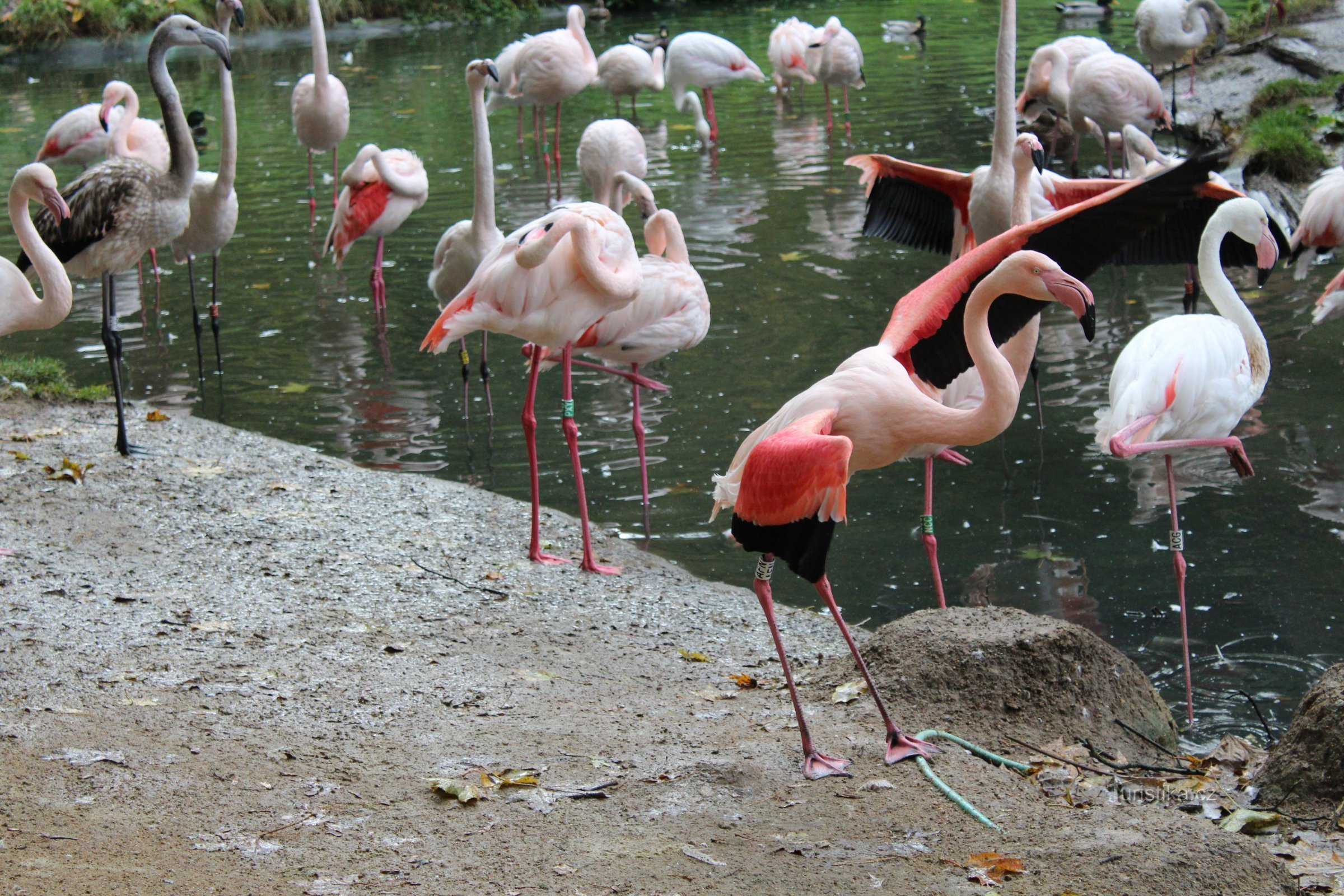 Flamingos - de graciösa rörelserna hos dessa fjäderdjur är lugnande.