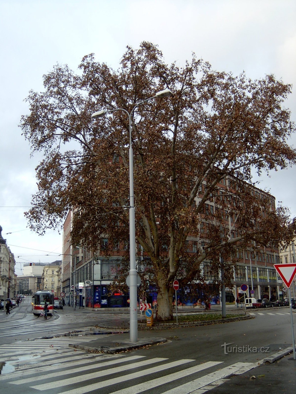 paltin de munte