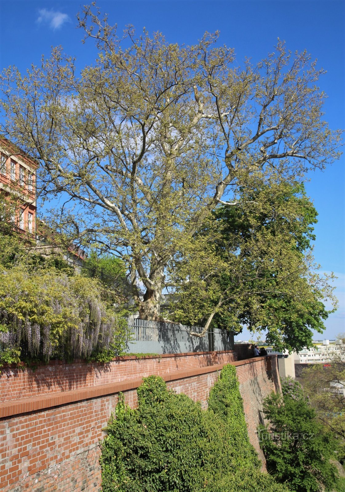 Maple-leaf plane tree on the walls below Petrov