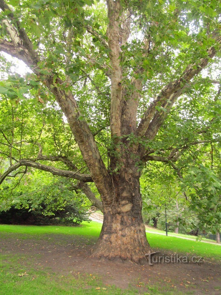 Plátano com folhas de bordo - uma árvore memorável no jardim Kinské em Praga