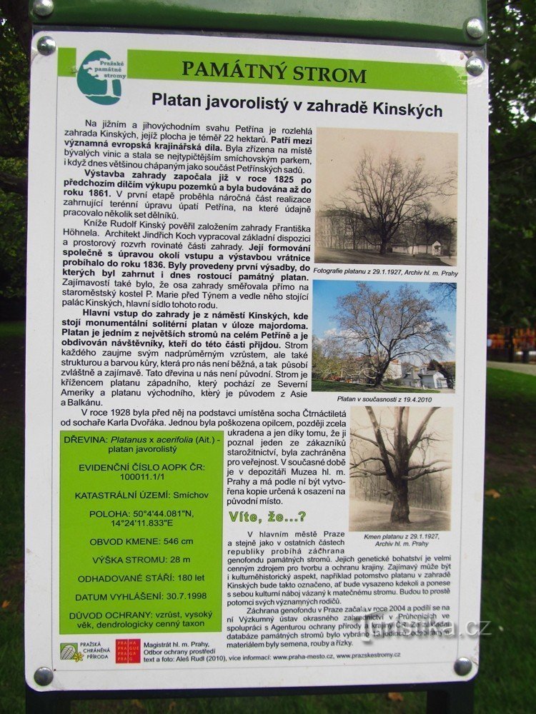Sycamore - uma árvore memorial no jardim Kinské em Praga - quadro de informações