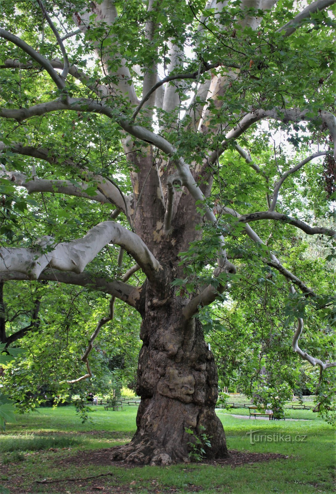 Sycamore täydessä kauneudessaan