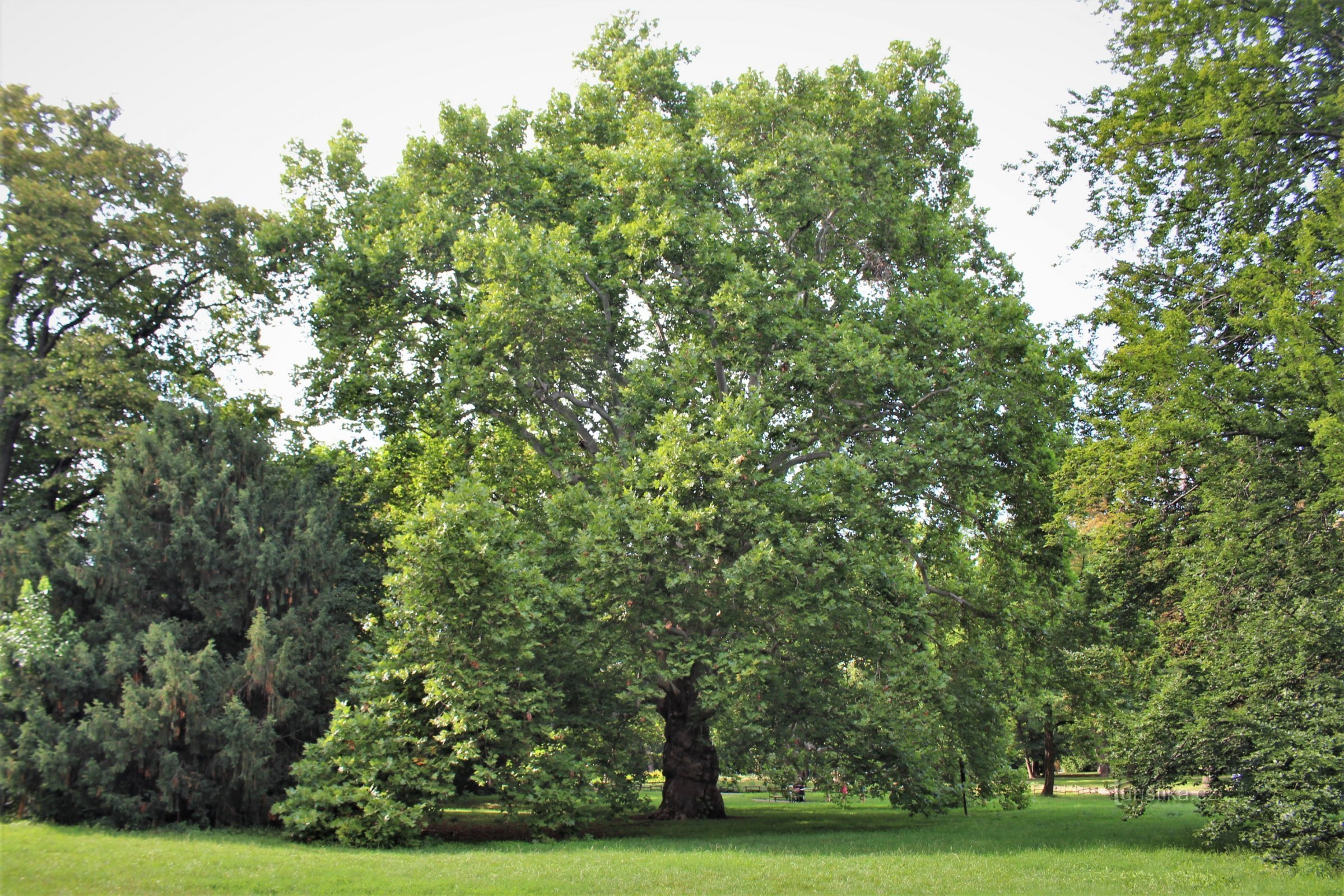 Sycamore lá phong từ phía nam