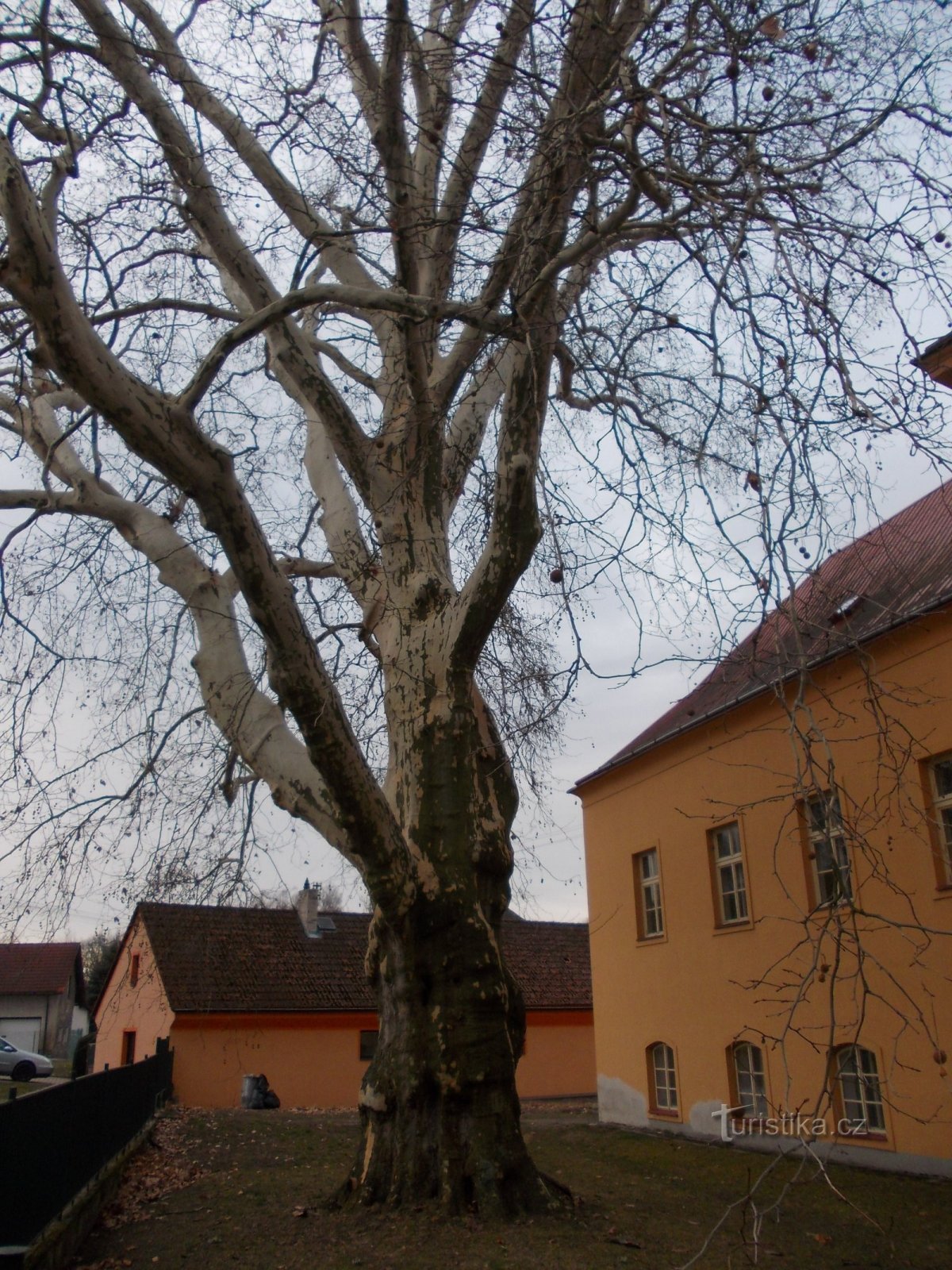 plane tree in front of the castle