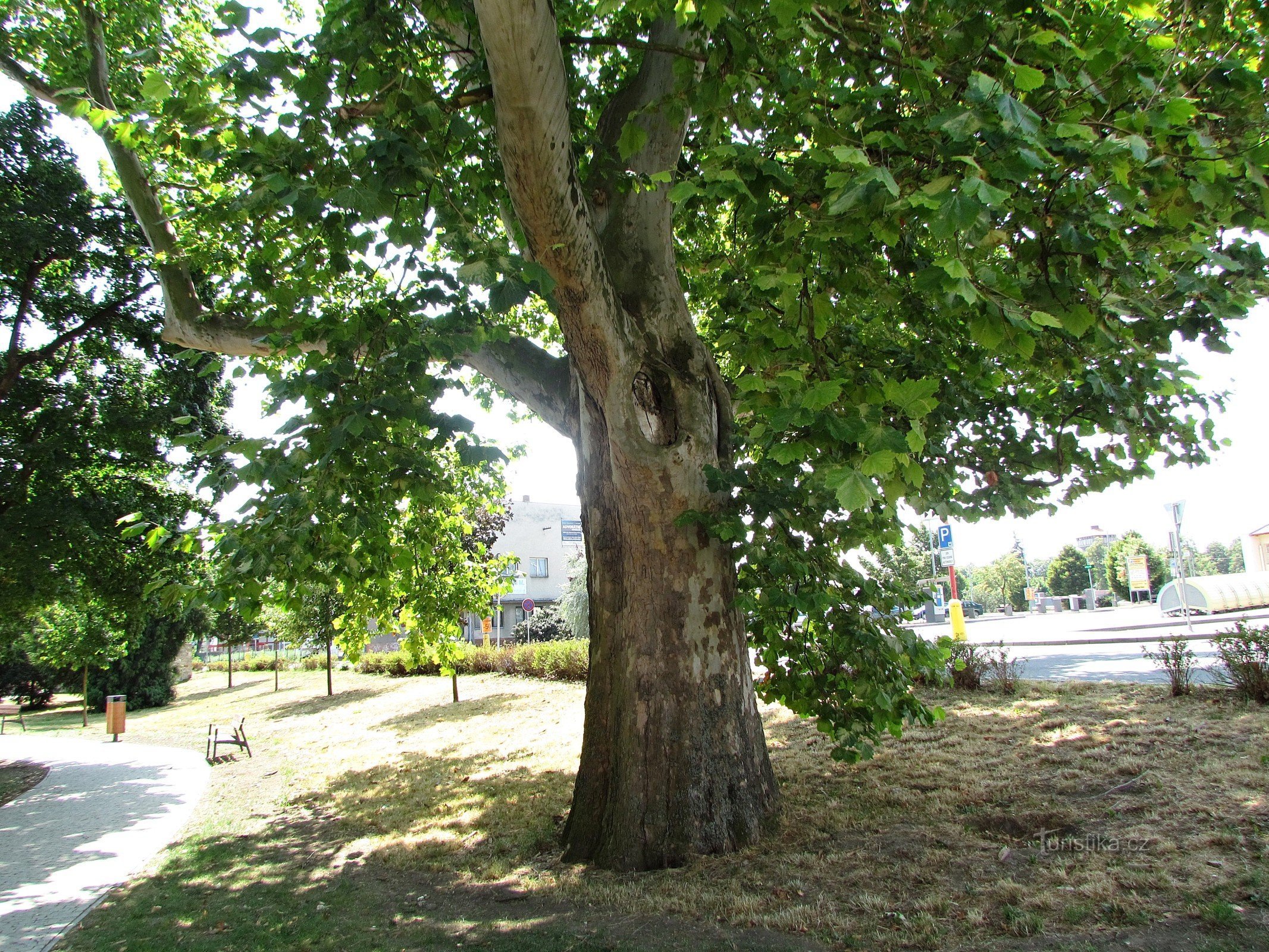 Plane tree near the station in Uherské Hradiště