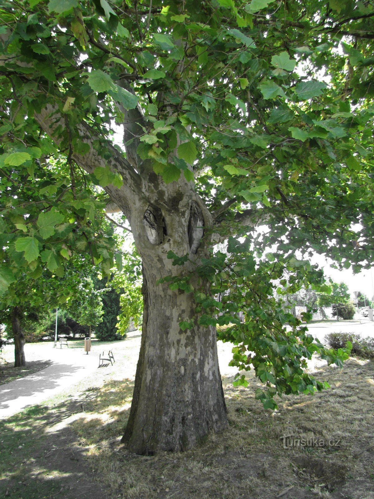 Plaanipuu lähellä asemaa Uherské Hradištěssa