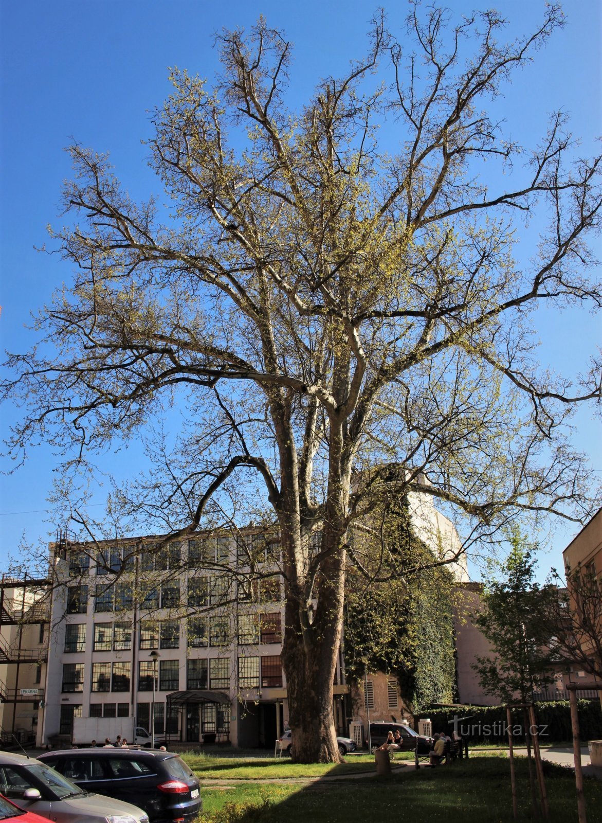 Sycamore at St. Anne's in 2010