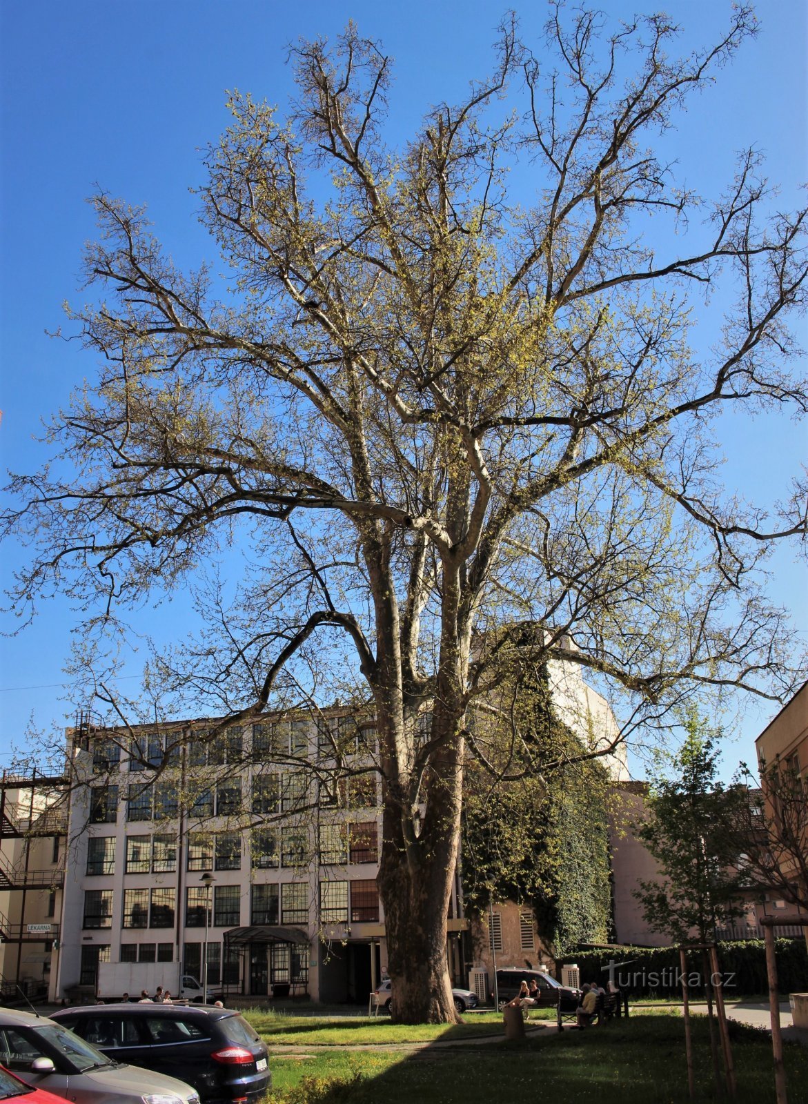 Sycamore in St. Anne's im Jahr 2010