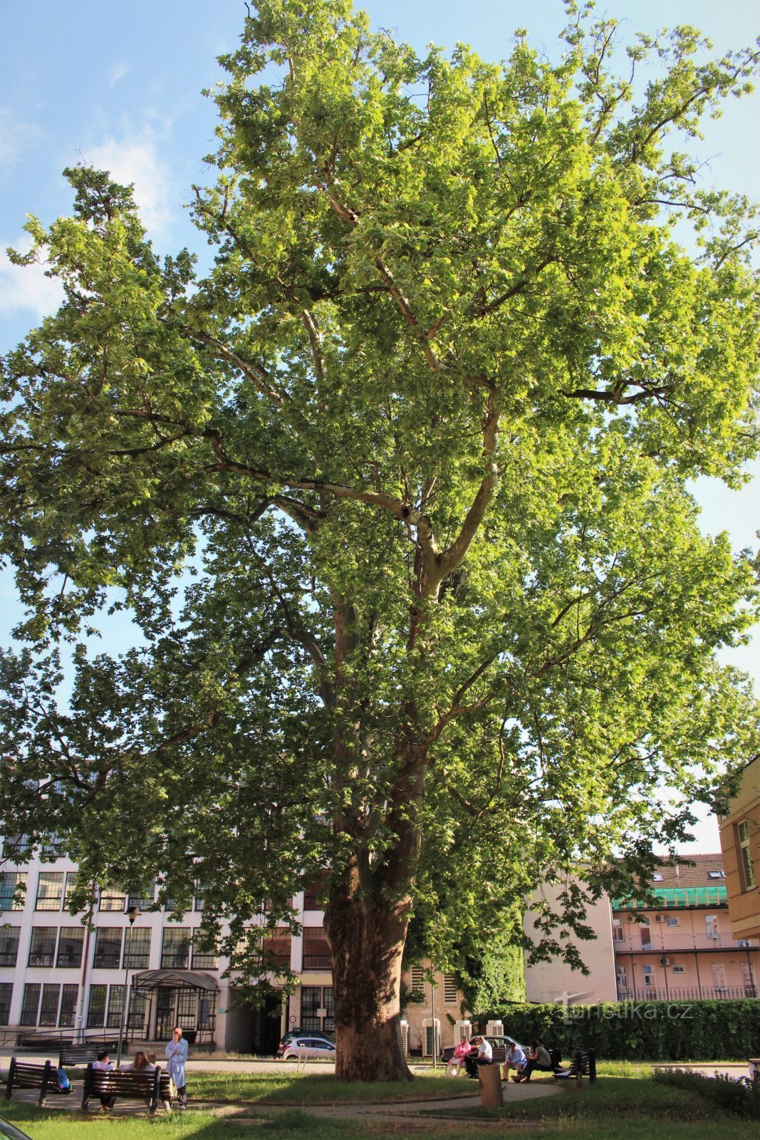 Sycamore at St. Anne's in 2010
