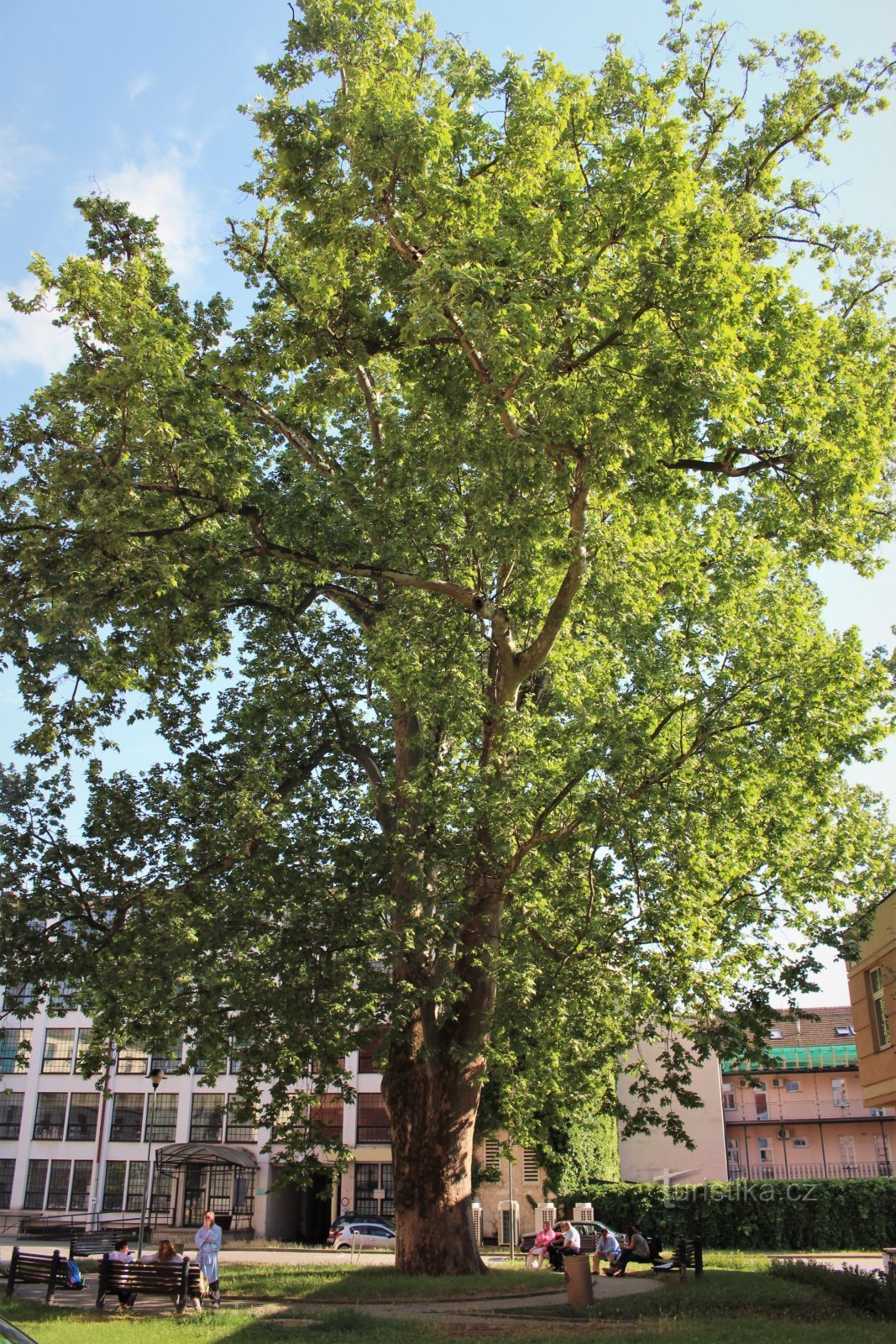 Sycamore à Sainte-Anne en 2010