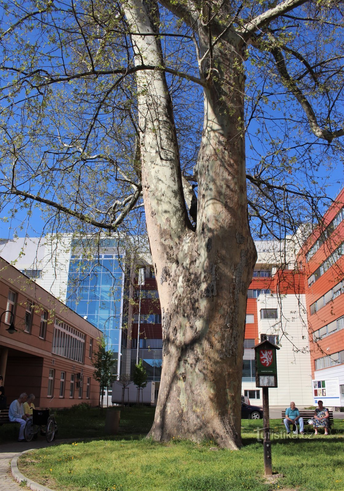 Sycamore på St. Anne's i 2018