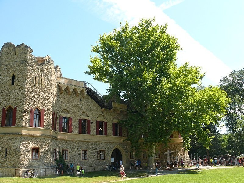 Plataan bij de muur van het kasteel van Genua