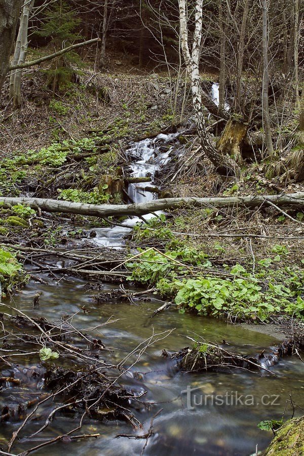 Kąpiel w Koutach nad Desnou