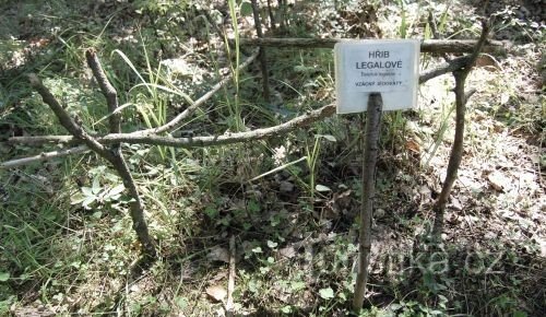 I corpi fruttiferi di importanti specie di funghi sono protetti durante la stagione da una recinzione e segnalati con una tabella.