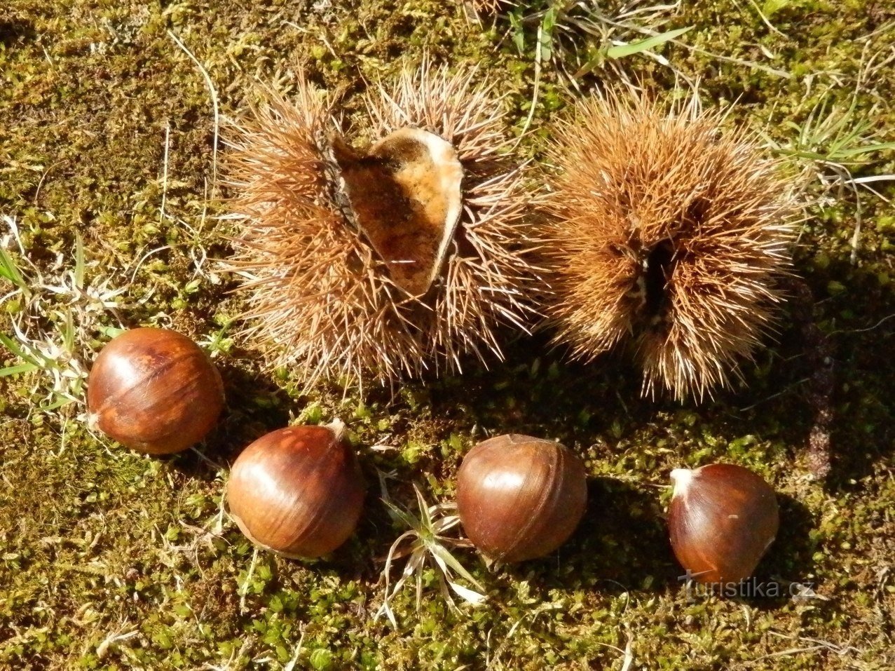 Plody kaštanovníku setého - jedlé kaštany (aranžováno)