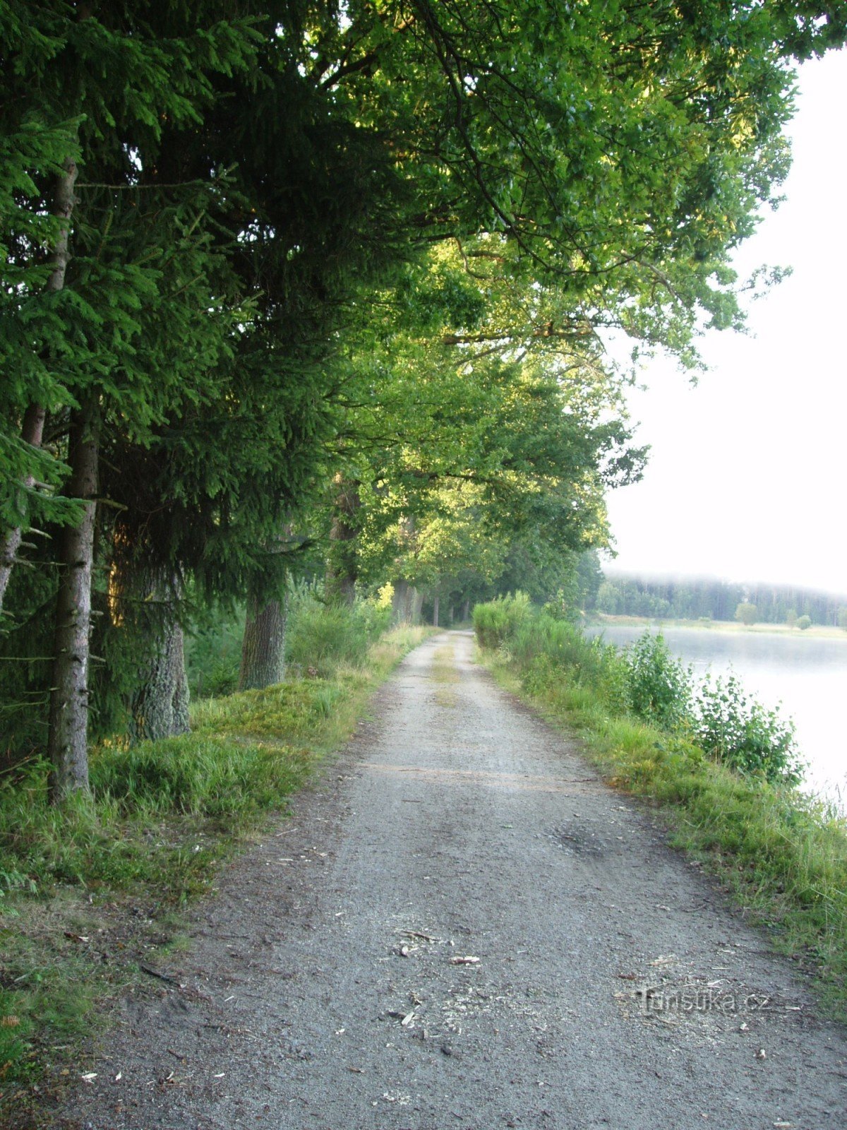Uma estrada de fronteira florestal que liga Medenica corre ao longo da barragem de Svobodné rybník