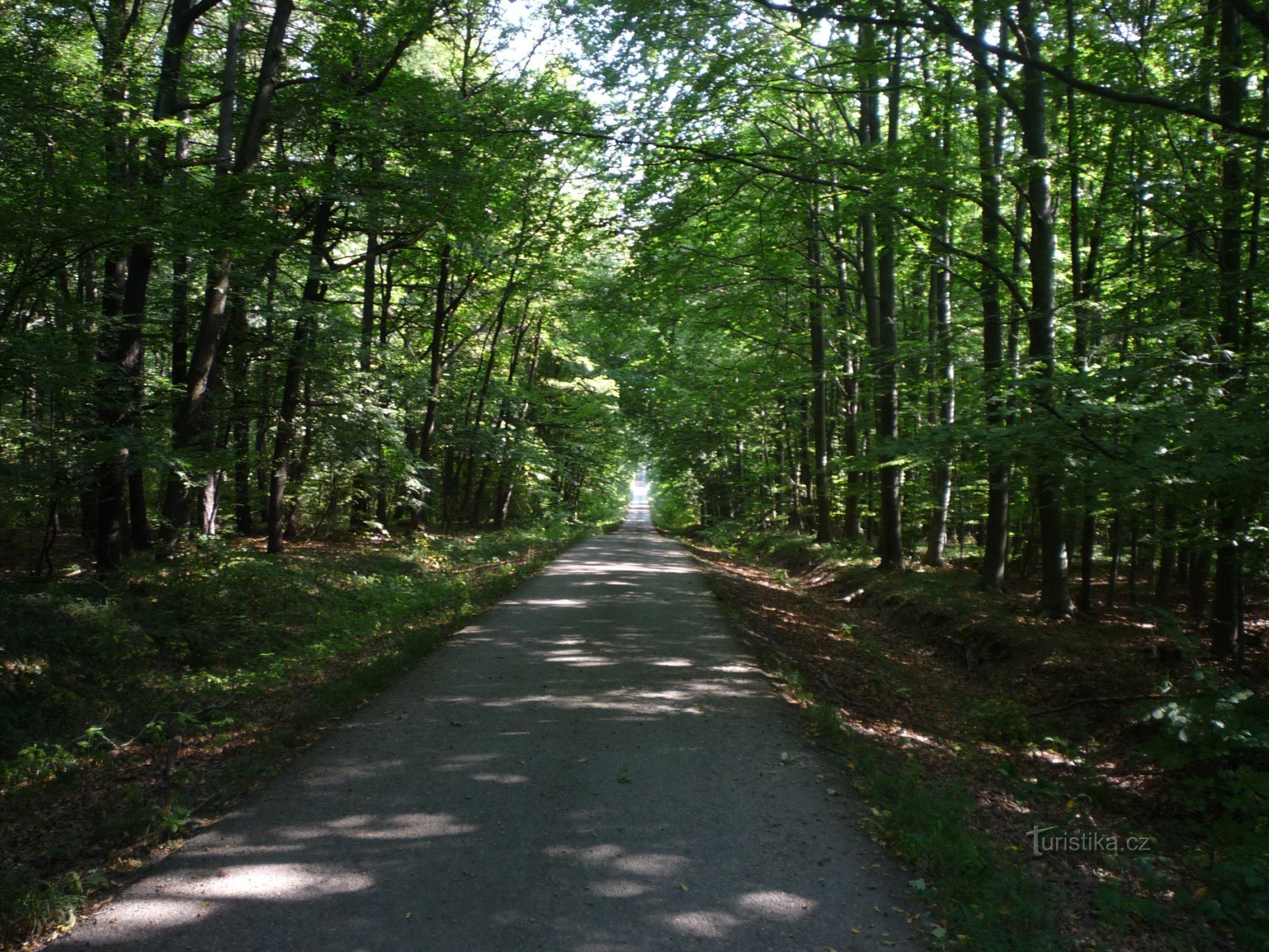 Ao longo do cume da floresta Ždánické