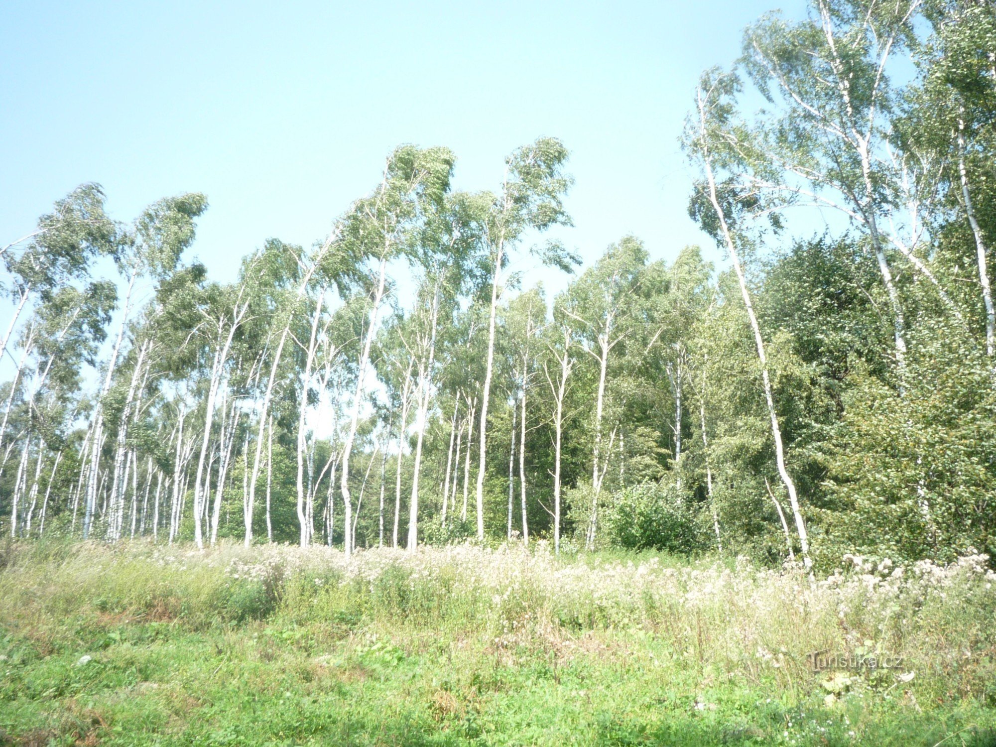 Ao longo do cume da floresta Ždánické