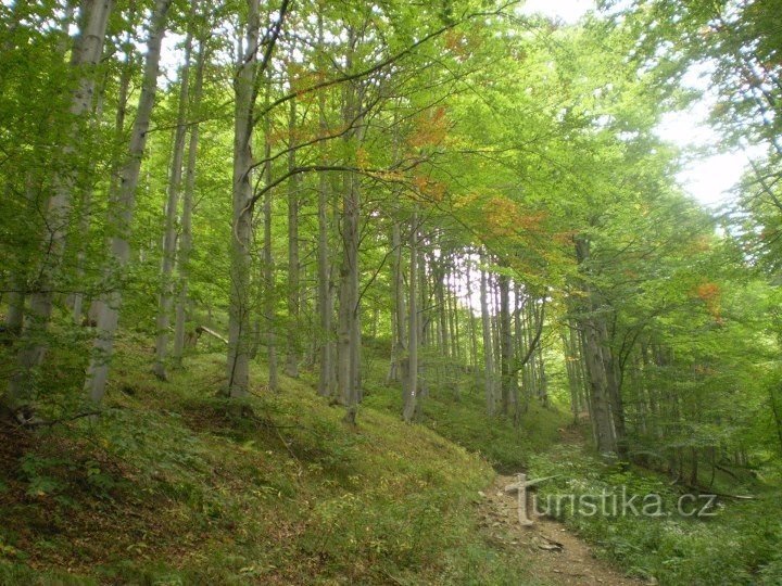 după albastru natură frumoasă