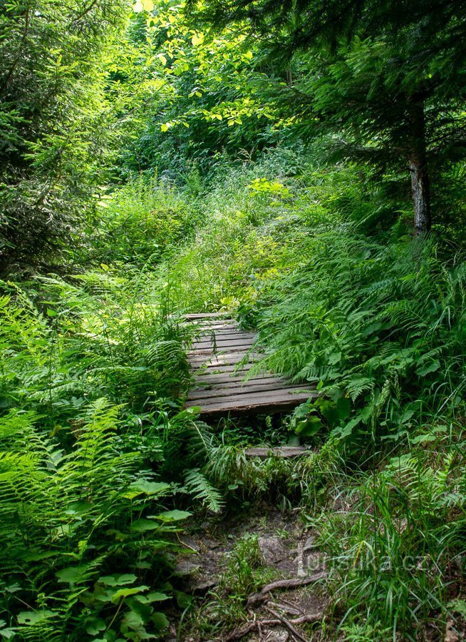 Le sentier Priessnitz est parfois humide