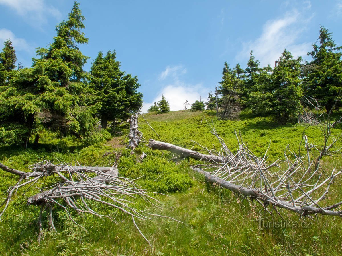 Nach Grün von Františkova myslivna