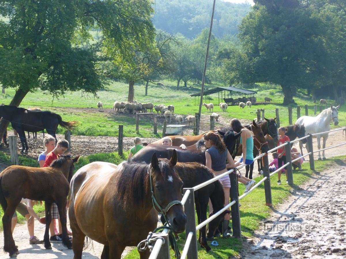 Estancias con caballos