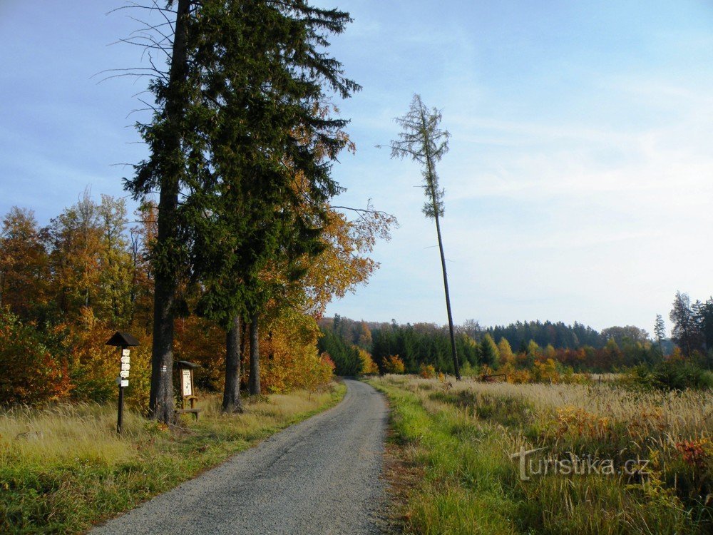 Bukovec alatt