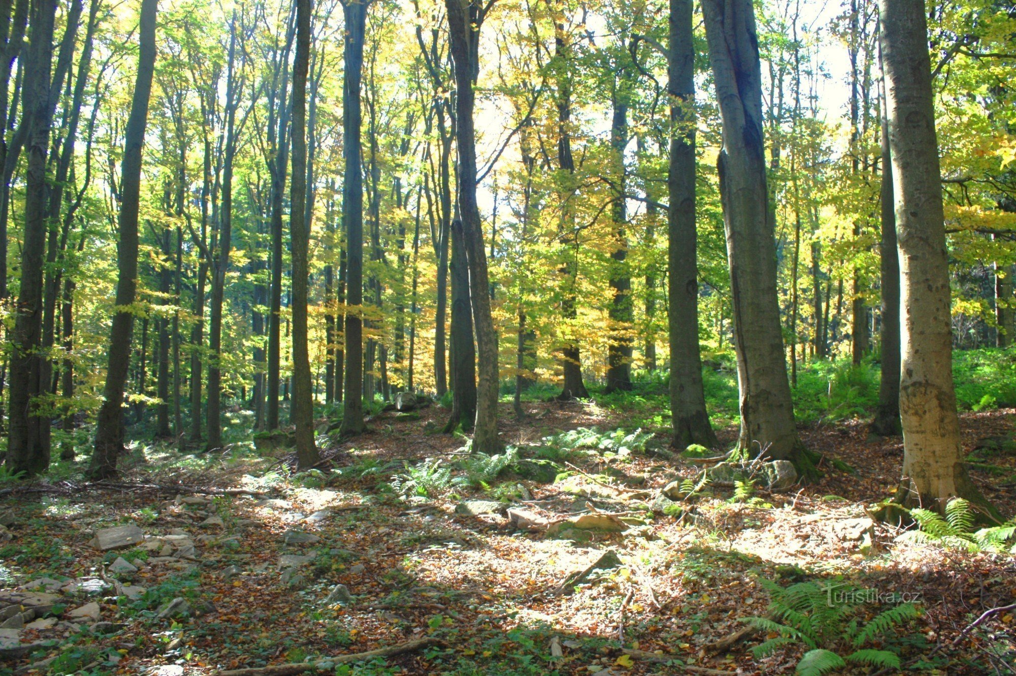 Sub Sýkořská myslivna - rezervație naturală